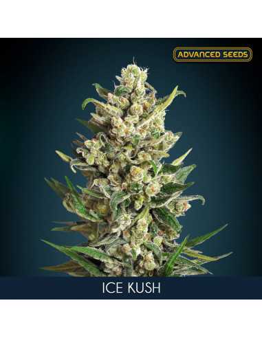 Ice Kush Fem. Advanced Seeds
