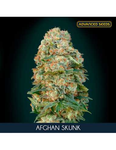 Afghan Skunk Fem. Advanced Seeds