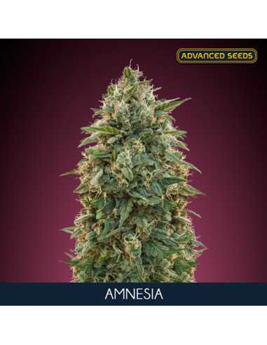 Amnesia Fem. Advanced Seeds