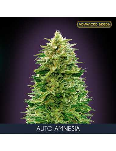 Auto Amnesia Fem. Advanced Seeds