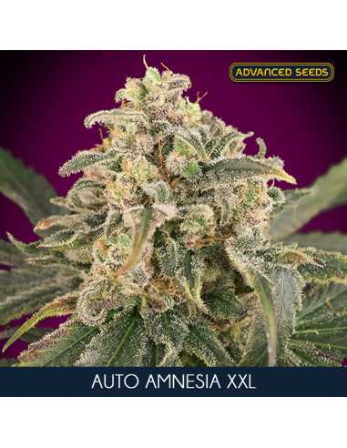 Auto Amnesia XXL Fem. Advanced Seeds