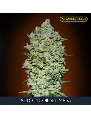 Auto Biodiesel Mass Fem. Advanced Seeds