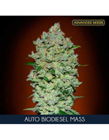 Auto Biodiesel Mass Fem. Advanced Seeds