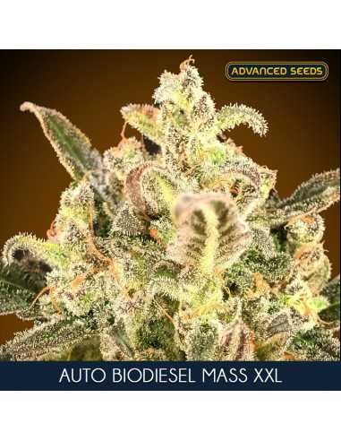 Auto Biodiesel Mass XXL Fem. Advanced Seeds