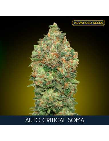 Auto Critical Soma Fem. Advanced Seeds