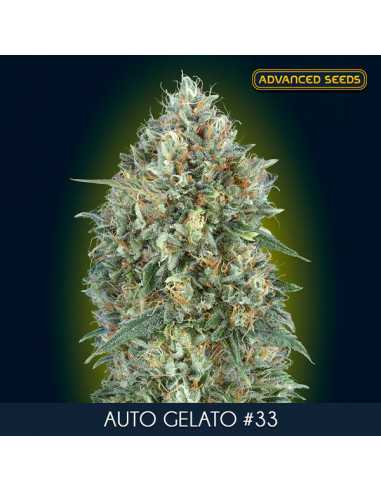 Auto Gelato 33 Fem. Advanced Seeds
