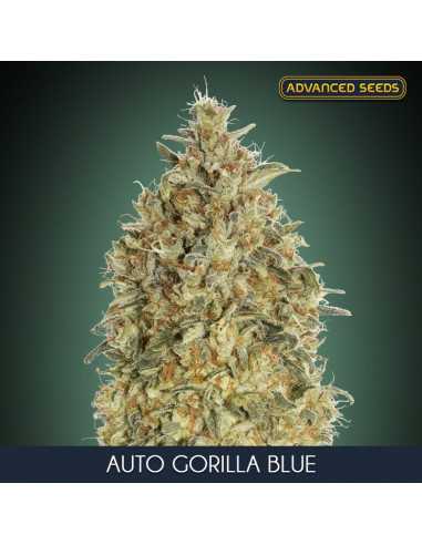 Auto Gorilla Blue Fem. Advanced Seeds