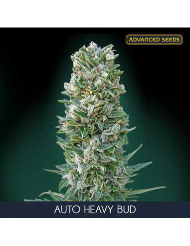 Auto Heavy Bud Fem. Advanced Seeds