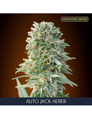 Auto Jack Herer Fem. Advanced Seeds