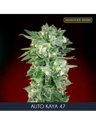 Auto Kaya 47 - Fem. Advanced Seeds