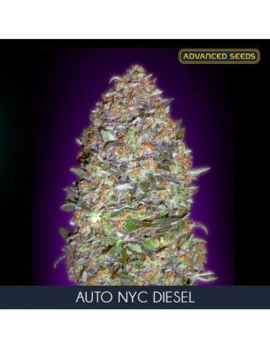 Auto New York City Diesel Fem. Advanced Seeds