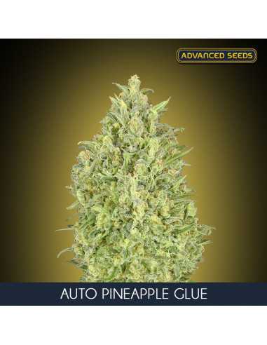 Auto Pineapple Glue Fem. Advanced Seeds