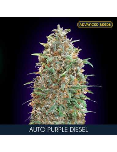 Auto Purple Diesel Fem. Advanced Seeds