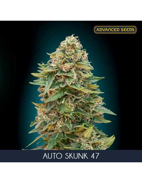 Auto Skunk 47 - Fem. Advanced Seeds