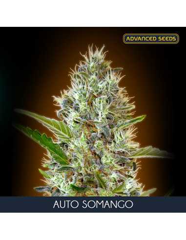 Auto Somango Fem. Advanced Seeds