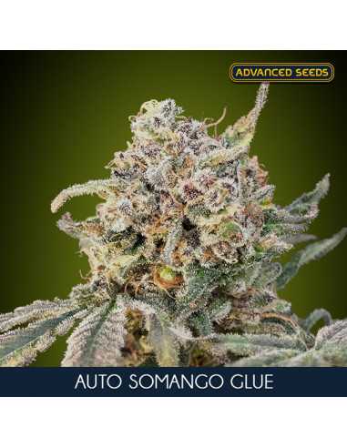 Auto Somango Glue Fem. Advanced Seeds