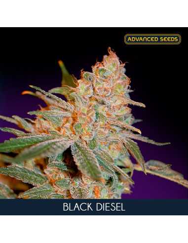 Black Diesel Fem. Advanced Seeds