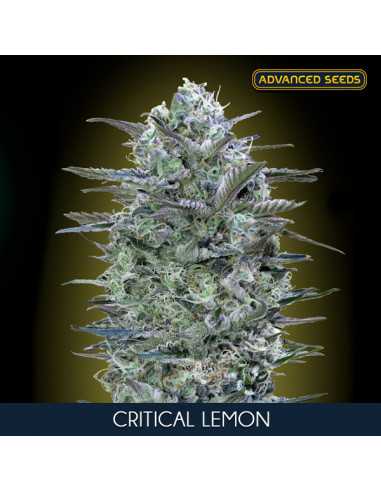 Critical Lemon Fem. Advanced Seeds AGOTADO EN ORIGEN
