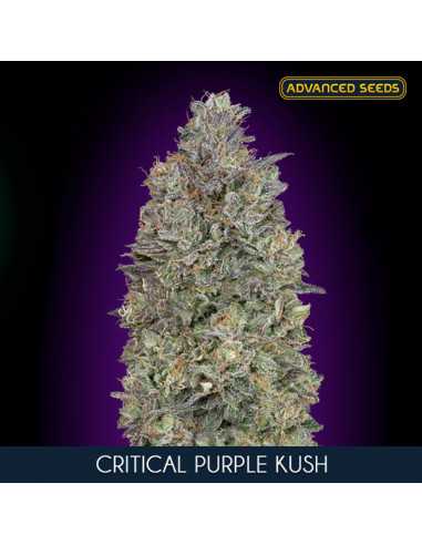 Critical Purple Kush Fem. Advanced Seeds