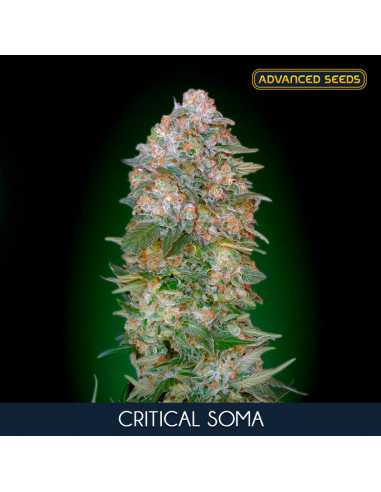 Critical Soma Fem. Advanced Seeds