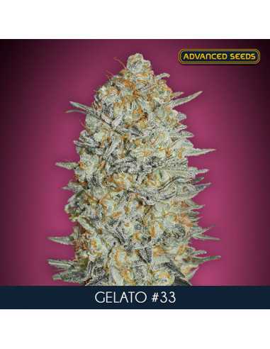 Gelato 33 Fem. Advanced Seeds