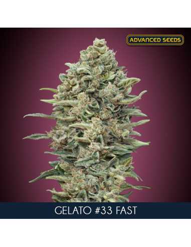 Gelato 33 Fast Fem. Advanced Seeds