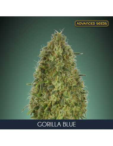 Gorilla Blue Fem. Advanced Seeds