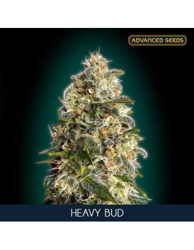 Heavy Bud Fem. Advanced Seeds