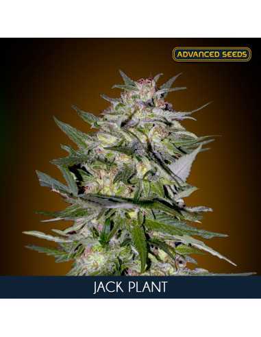 Jack Plant Fem. Advanced Seeds