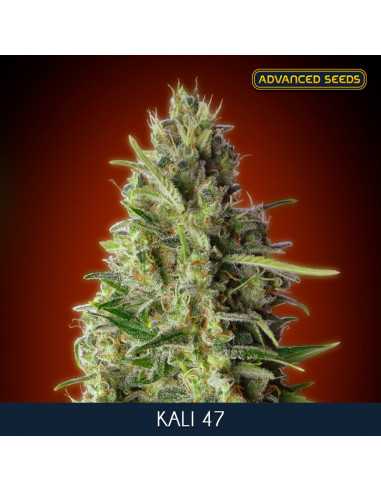 Kali 47 - Fem. Advanced Seeds