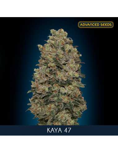 Kaya 47 - Fem. Advanced Seeds