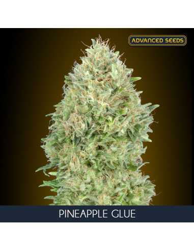 Pineapple Glue Fem. Advanced Seeds