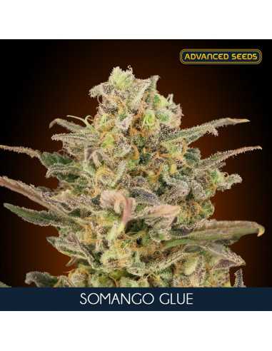 Somango Glue Fem. Advanced Seeds