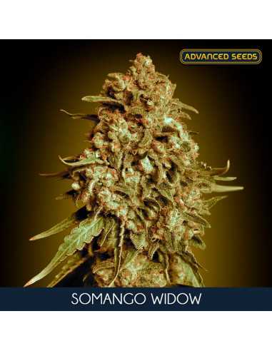 Somango Widow Fem. Advanced Seeds